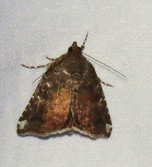 Amyna bullula