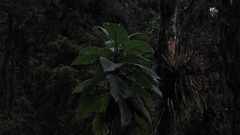 Verbesina crassiramea