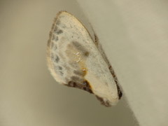 Cilix glaucata