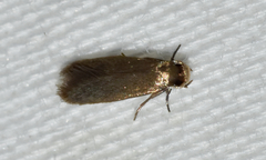 Phaeoses sabinella