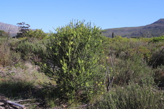 Melaleuca diosmifolia