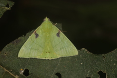 Eulepidotis ilirias