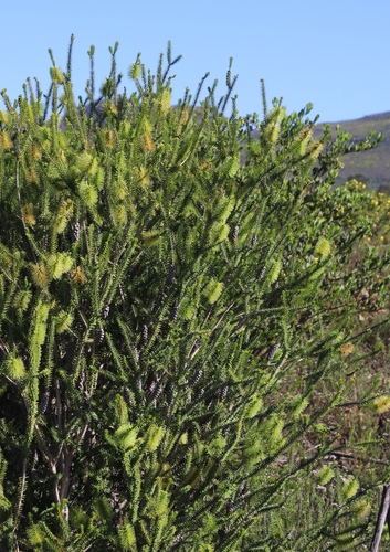 Image of Melaleuca diosmifolia by (c) Tony Rebelo, some rights reserved (CC BY-SA)