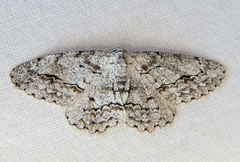 Stenoporpia pulmonaria