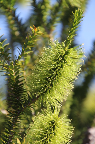 Image of Melaleuca diosmifolia by (c) Tony Rebelo, some rights reserved (CC BY-SA)