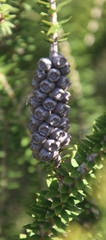 Melaleuca diosmifolia