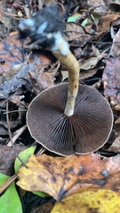 Lacrymaria lacrymabunda