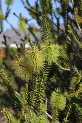 Melaleuca diosmifolia