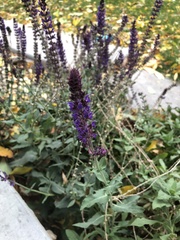 Salvia × sylvestris