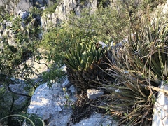 Agave victoriae-reginae