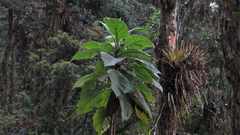 Verbesina crassiramea