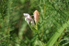 Spigelia alabamensis
