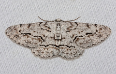 Stenoporpia pulmonaria