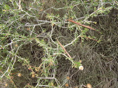 Periploca laevigata angustifolia