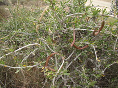Periploca laevigata angustifolia