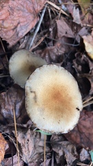 Lacrymaria lacrymabunda