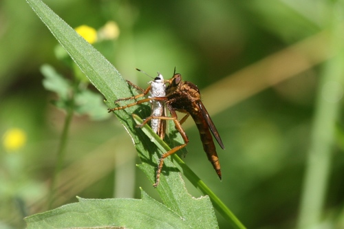 Butterflyhunter photo 3