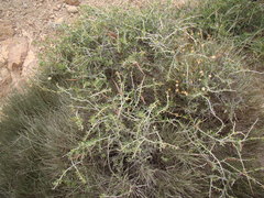 Periploca laevigata angustifolia