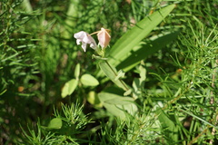 Spigelia alabamensis