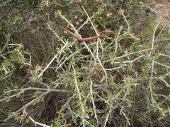 Periploca laevigata angustifolia