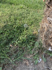 Taraxacum officinale