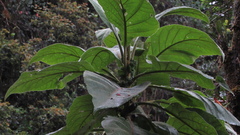 Verbesina crassiramea