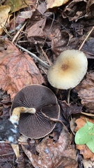 Lacrymaria lacrymabunda