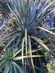 Dasylirion berlandieri