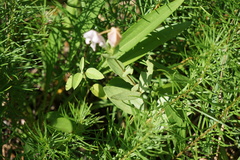 Spigelia alabamensis