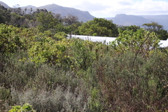 Melaleuca diosmifolia