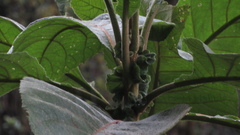 Verbesina crassiramea