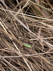 Draeculacephala angulifera