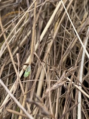 Draeculacephala angulifera