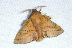 Phyllodesma