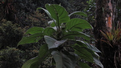 Verbesina crassiramea