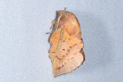 Phyllodesma