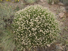 Genista umbellata