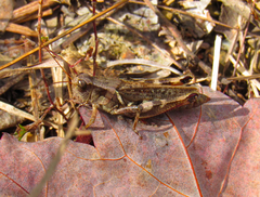 Melanoplus keeleri
