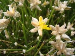 Genista umbellata