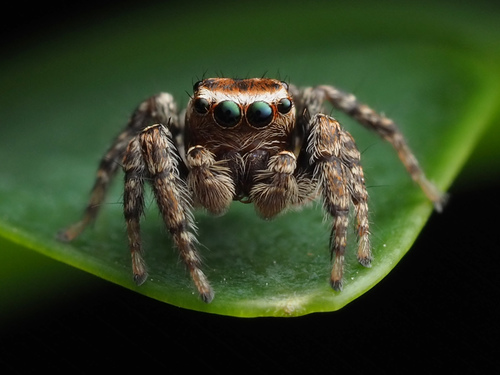 Hoy's Jumping Spider
