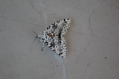 Lichnoptera decora