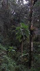 Verbesina crassiramea