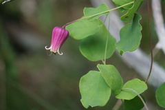 Clematis glaucophylla