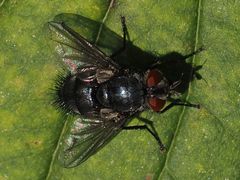 Epicampocera succincta