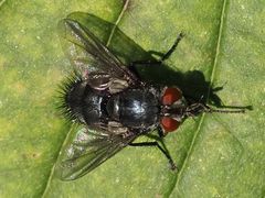 Epicampocera succincta