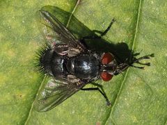 Epicampocera succincta