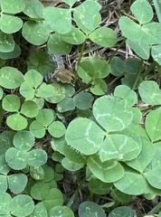 Trifolium repens