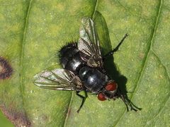 Epicampocera succincta