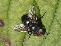 Epicampocera succincta