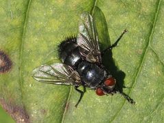 Epicampocera succincta